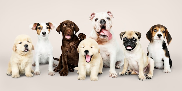 Portrait de groupe de chiots adorables