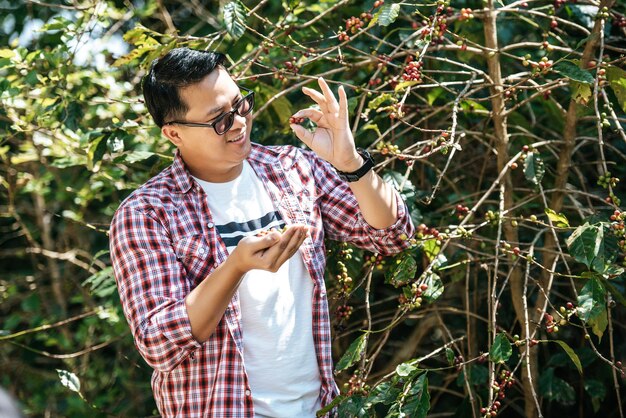 Portrait d'homme cueilleur de café asiatique Fermier cueillant des grains de café dans l'agriculture de processus de café Ouvrier Récolter des baies de café arabica sur sa branche