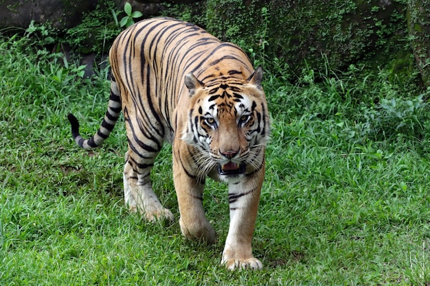 Portrait de jeune tigre du Bengale