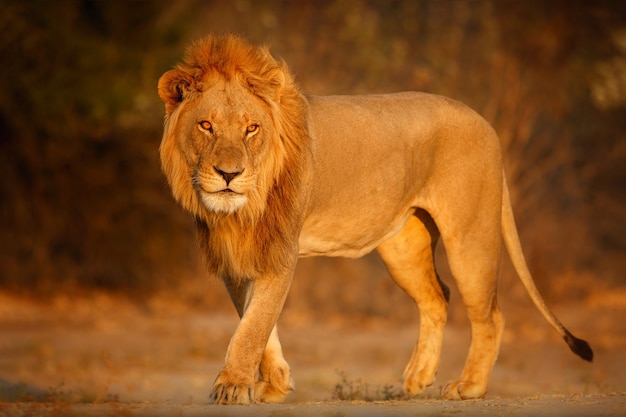 Portrait De Lion D'afrique Dans La Lumière Chaude