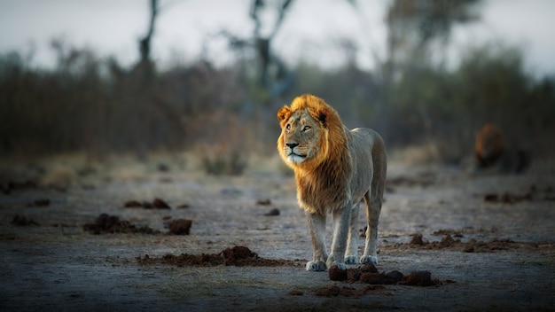 Portrait de lion d'Afrique dans la lumière chaude