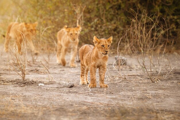 Portrait de lion d'Afrique dans la lumière chaude