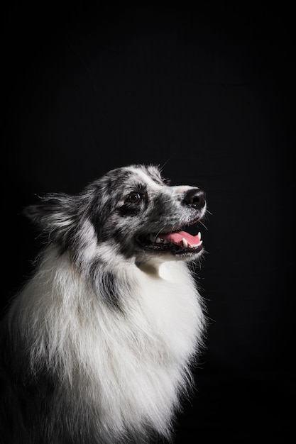 Photo gratuite portrait de mignon chien border collie