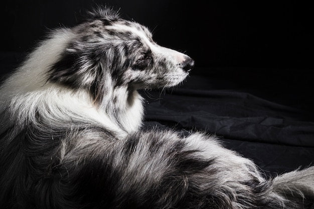 Portrait de mignon chien border collie