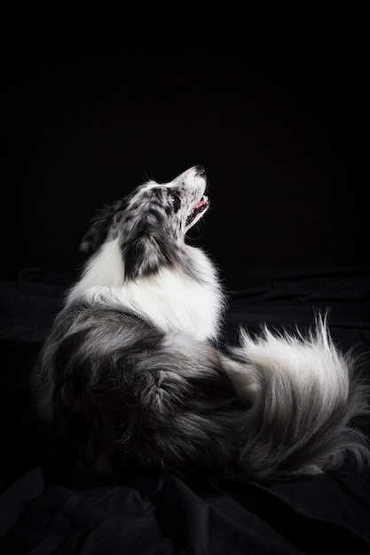 Portrait de mignon chien border collie