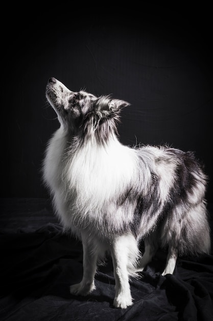 Portrait de mignon chien border collie