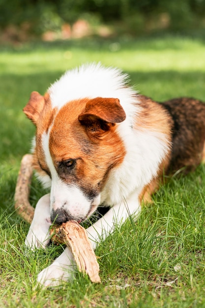 Portrait de mignon chien à fourrure, profitant du temps à l'extérieur