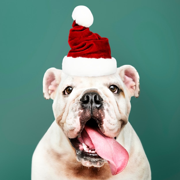 Portrait d&#39;un mignon chiot Bulldog coiffé d&#39;un bonnet de Noel