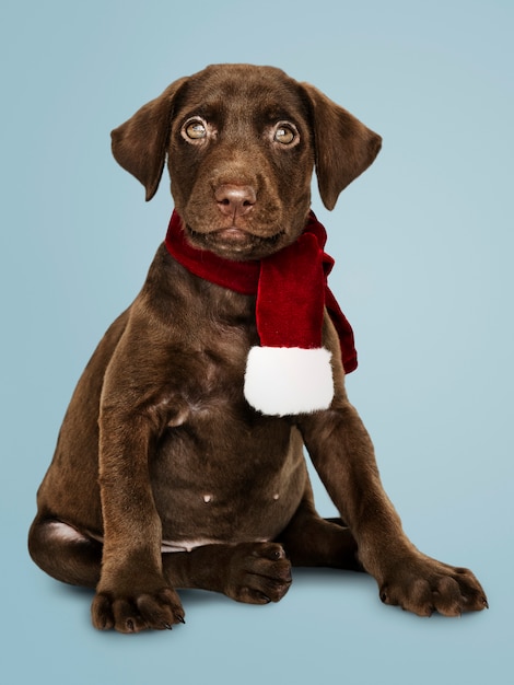 Portrait d&#39;un mignon Labrador Retriever portant une écharpe de Noël