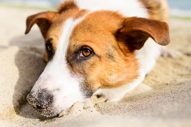 Portrait, de, mignon, petit chien, apprécier, temps, dehors