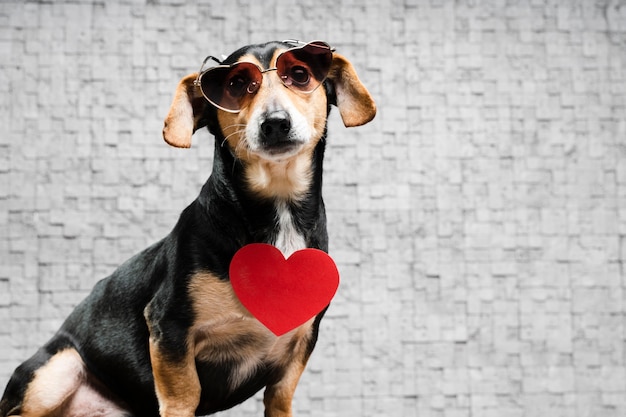 Portrait de mignon petit avec des lunettes de soleil