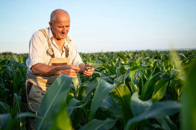 Portrait of senior agriculteur agronome dans le champ de maïs contrôle des cultures avant la récolte