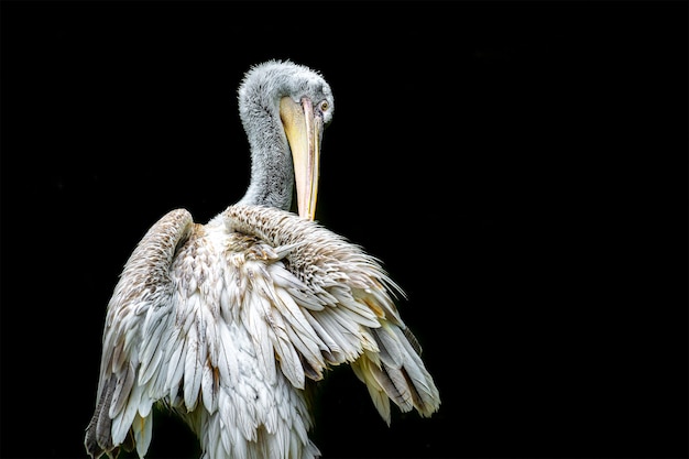 Photo gratuite portrait d'un pélican de couleur claire se détachant magnifiquement sur le noir