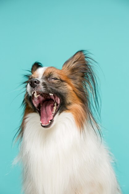 portrait d'un petit chiot bâillant Papillon