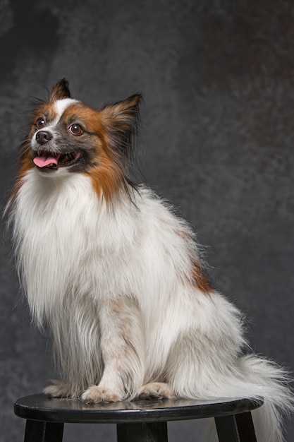 portrait d'un petit chiot bâillant Papillon