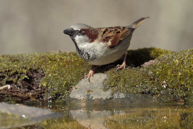 Portrait D'un Petit Moineau Sur Le Rocher Couvert De Mousse Et D'eau Sous La Lumière Du Soleil