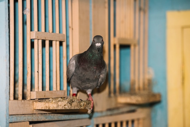 Photo gratuite portrait de pigeon perché