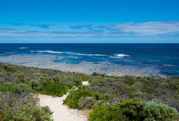 Photo gratuite portrait de plantes vertes sur le bord de la mer sous le ciel nuageux