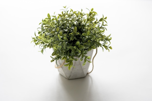 Portrait d'un pot de plantes sur une surface blanche