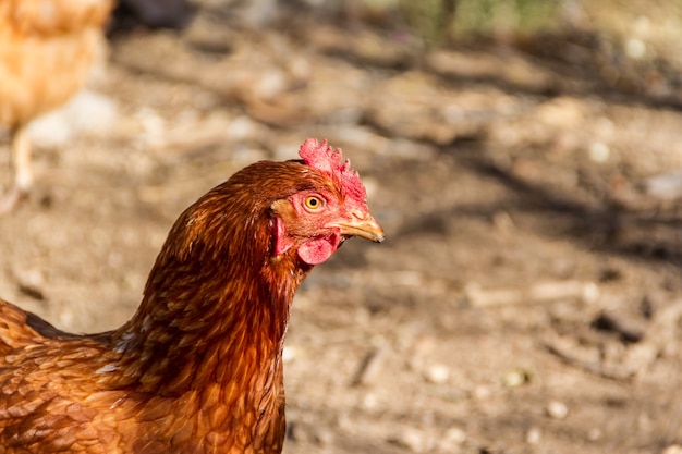 Portrait de poule rouge dans le poulailler à la ferme