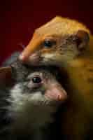 Photo gratuite portrait de rats ou de hamsters