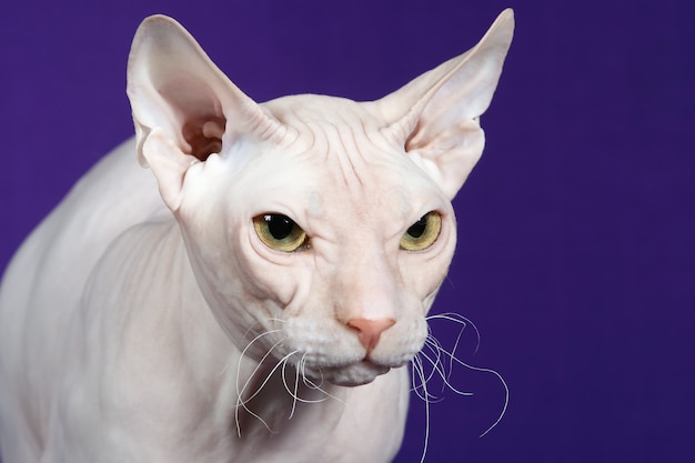 Images Chat Sans Poils Sphynx Vecteurs Photos Et Psd Gratuits Images Chat Sans Poils Sphynx Vecteurs Photos Et Psd Gratuits