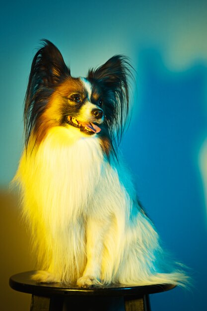 Portrait en studio d'un petit chiot bâillant Papillon