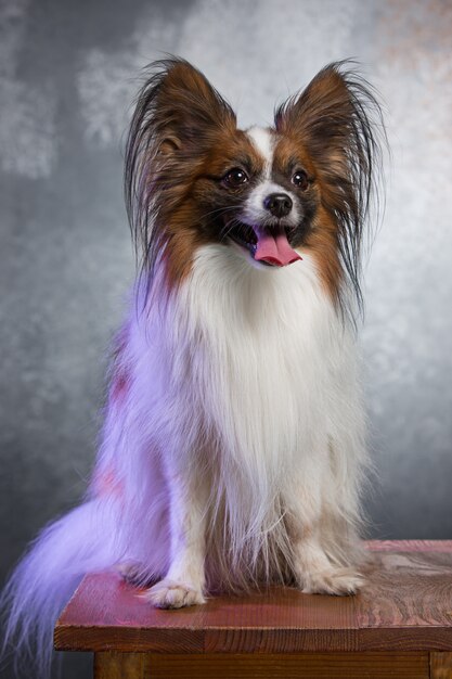 Portrait en studio d'un petit chiot bâillant Papillon