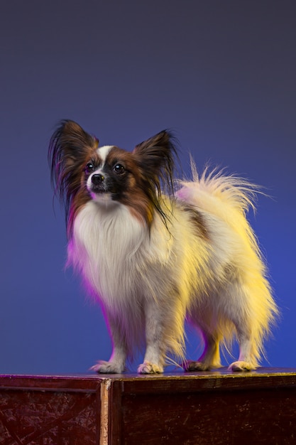 Portrait en studio d'un petit chiot bâillant Papillon