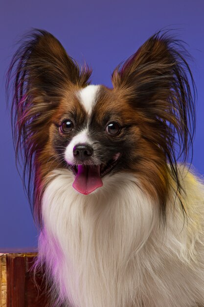 Portrait en studio d'un petit chiot bâillant Papillon