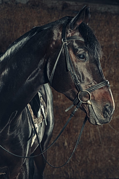 Portrait de tête de cheval