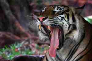 Photo gratuite portrait d'un tigre du bengale