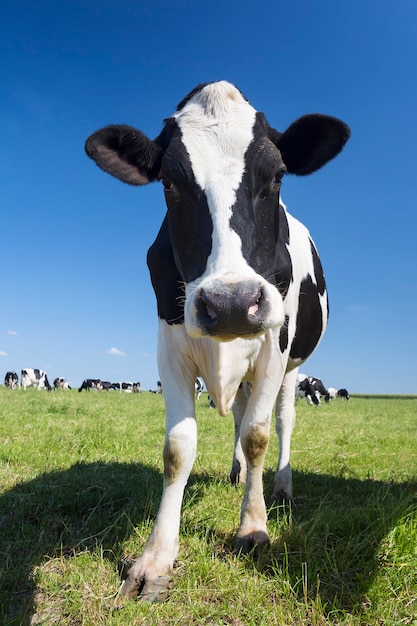 Portrait De Vache Noir Et Blanc Sur L'herbe Verte Et Ciel Bleu