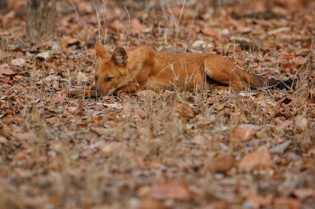 Pose de chien sauvage indien dans l'habitat naturel