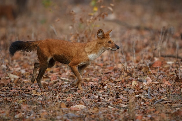 Pose de chien sauvage indien dans l'habitat naturel