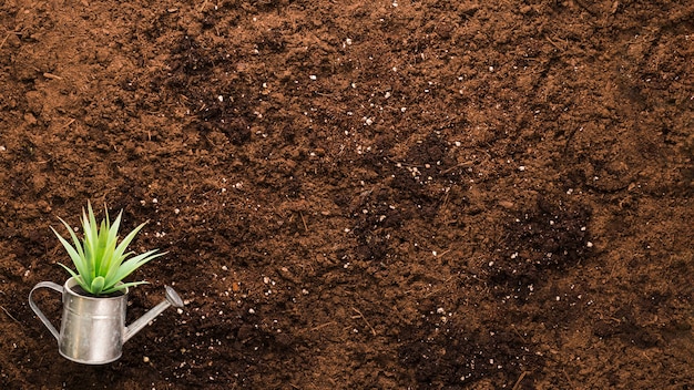 Pose à plat de la plante et de la surface