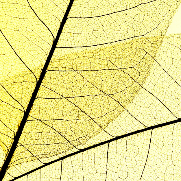 Pose plate de feuilles transparentes