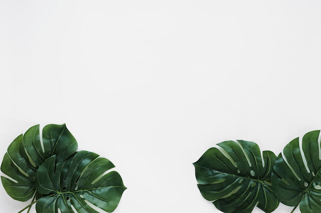 Photo gratuite pose plate de feuilles tropicales avec fond