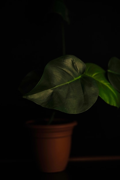 Photo gratuite pot avec alocasia