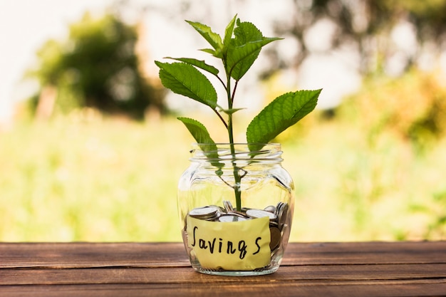 Pot avec économies et petit arbre à l'intérieur