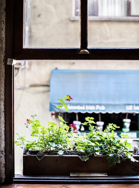 Pot de fleurs à la fenêtre