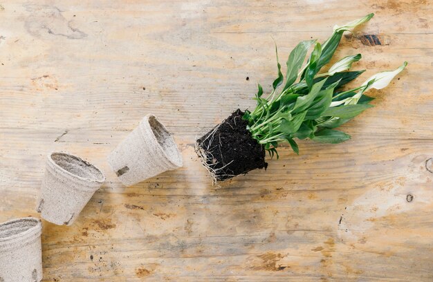 Pot de tourbe vide et plante avec de la terre sur fond en bois