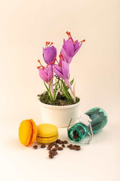 Un pot de vue avant avec macarons français café et plante violette sur la surface rose