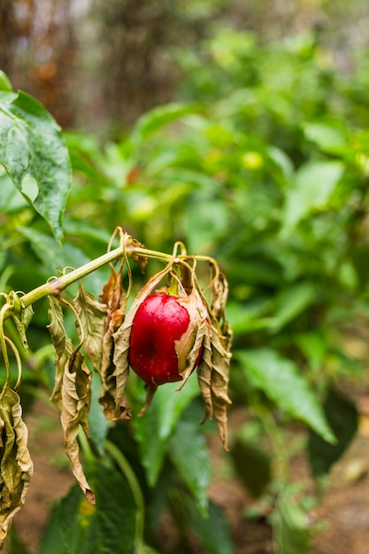 Photo gratuite potager