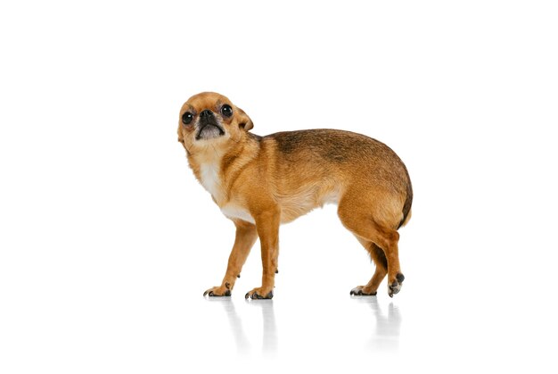 Potrait de petit chien mignon chihuahua posant isolé sur fond de studio blanc