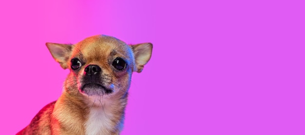 Potrait de petit chien mignon chihuahua posant isolé sur fond de studio rose en néon