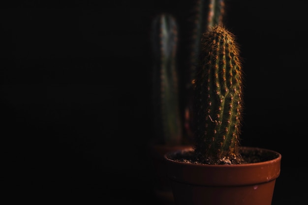Pots avec des cactus