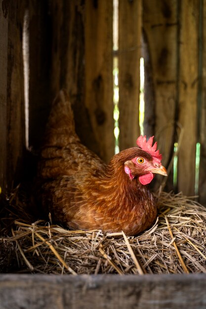 Poule à angle élevé assise sur du foin