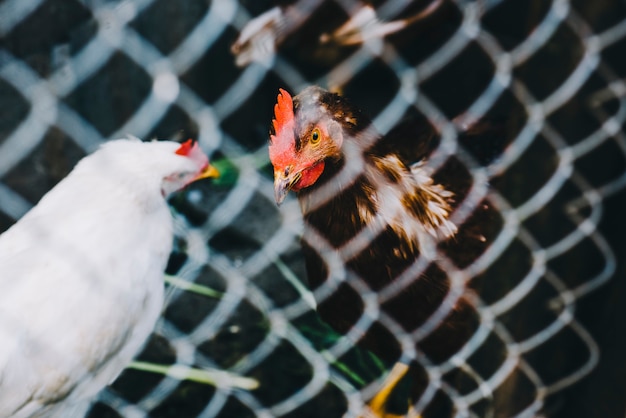 Poule et coq se regardant