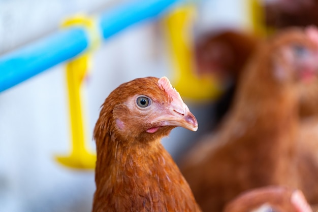 Poulets bruns à la ferme